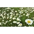 Kép 4/6 - Chamomile Maroc 5 ml - Marokkói kamilla 5 ml